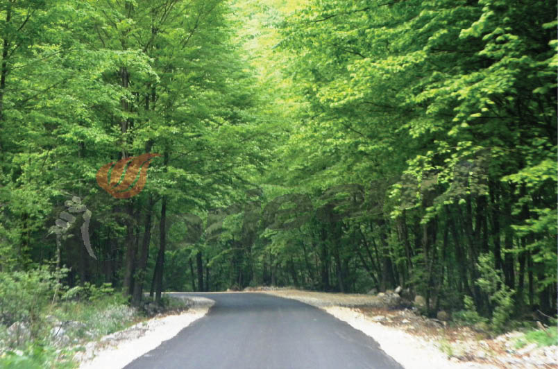 La vreme de florar – Pe Şuşiţa Seacă spre Bordul Dobriţei