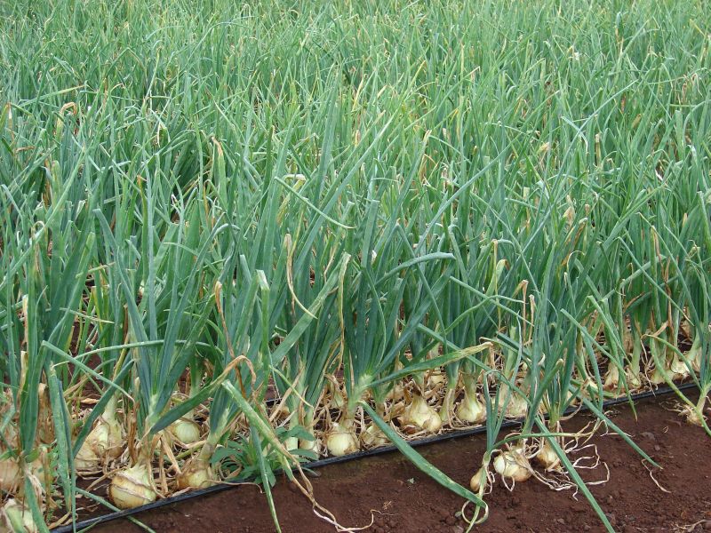 Plante medicinale din Farmacia Domnului – Ceapa (Allium cepa)