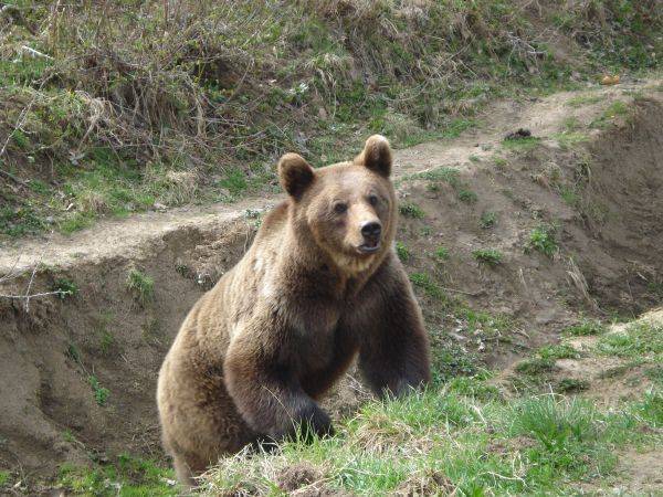 Ursul rămâne de negăsit