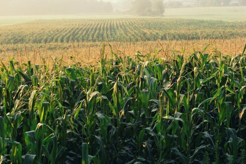 Tratamente fitosanitare pentru culturile din Gorj