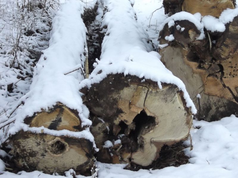 Condamnat pentru furt de lemne