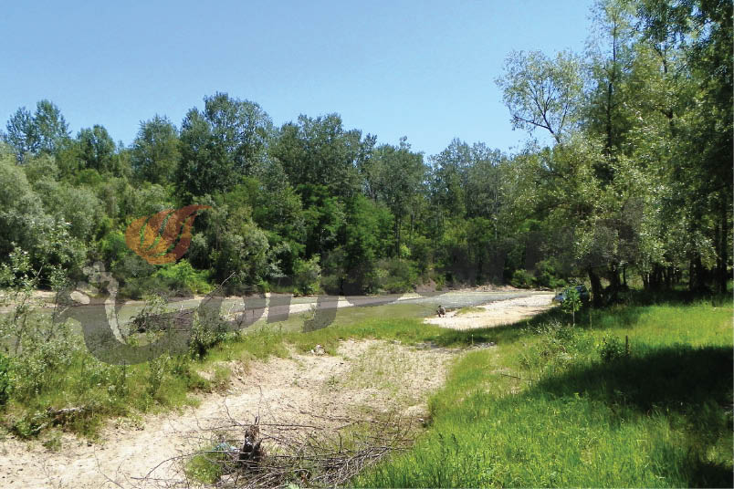 Atitudini estivale – Mersul „La iarbă verde”