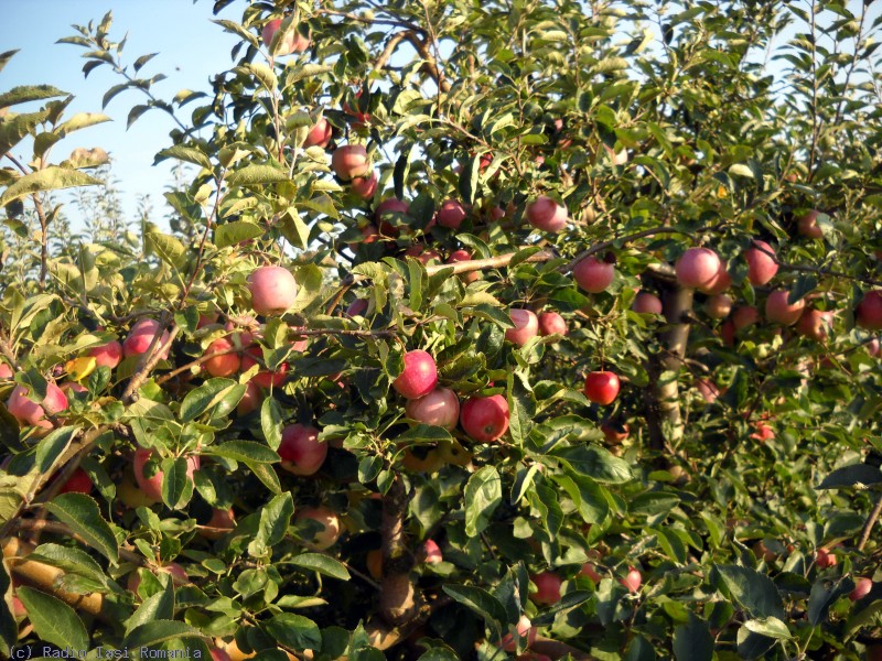 Fermierii pomicultori pot consulta Ghidul solicitantului