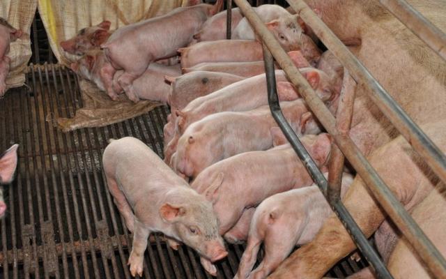 Controale încrucişate pentru depistarea pestei porcine