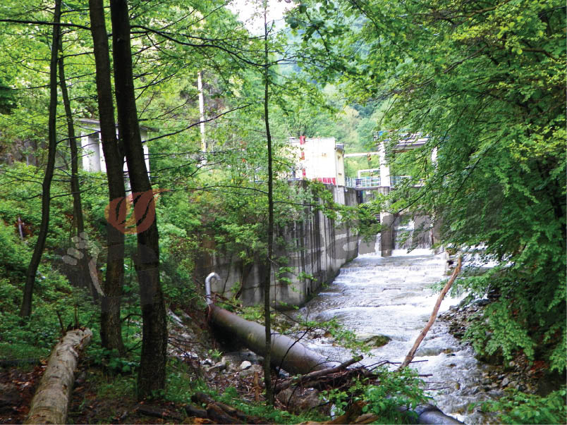 Odată cu Solstiţiu de Vară – Pe Şuşiţa Verde în lumea salamandrelor