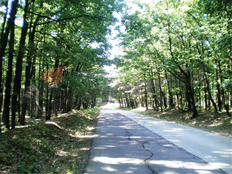 Prin pădurea Botorogi