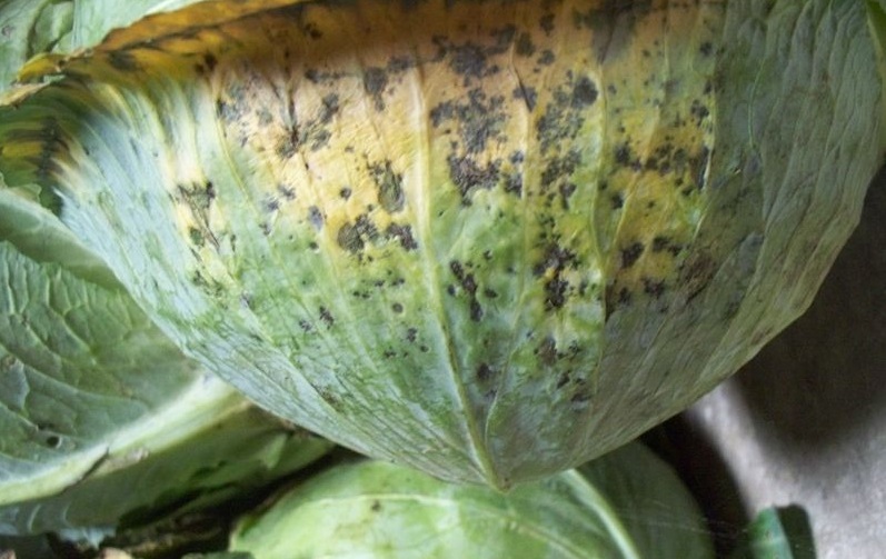 Producerea legumelor ecologice