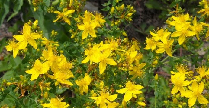 Plante medicinale din Farmacia Domnului – Sunătoarea (Pojarniţa)