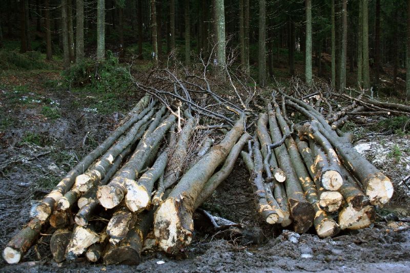 Hoţi de lemne, prinşi în flagrant