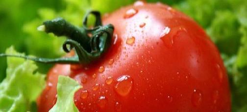 Plante medicinale din Farmacia Domnului – Pătlăgica roşie (tomata) şi numeroasele ei virtuţi