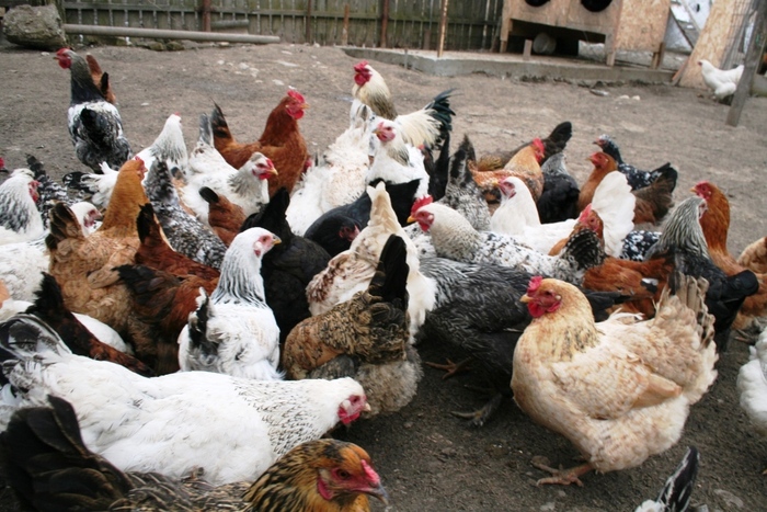 400.000 de păsări, vaccinate împotriva pseudopestei aviare