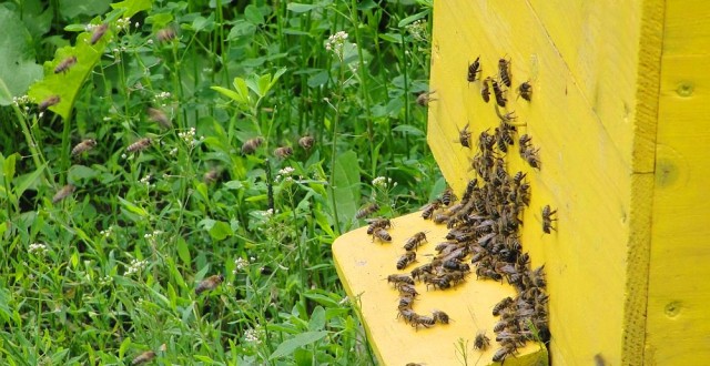 Apicultorii gorjeni pot solicita sprijin financiar până la 1 august