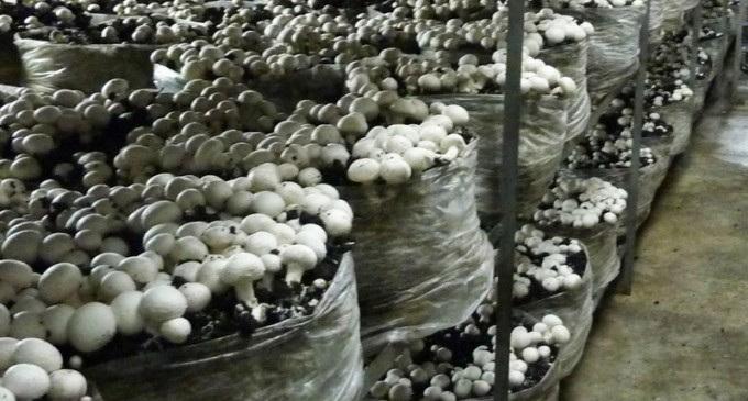 Subvenţii cu multe zerouri pentru producătorii de ciuperci