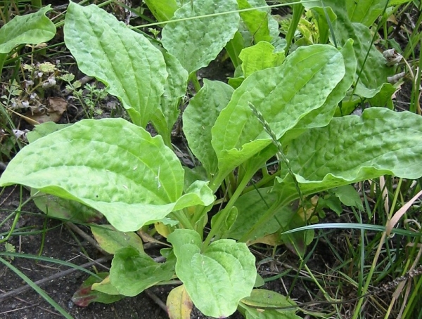 Plante medicinale din Farmacia Domnului – Pătlăgica vânătă şi rolul ei, în multe terapii naturale