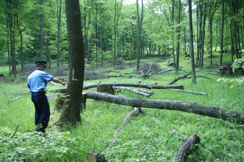 Cercetat pentru tăiere ilegală şi furt de arbori