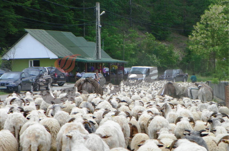 Sfârşit de transhumanţă
