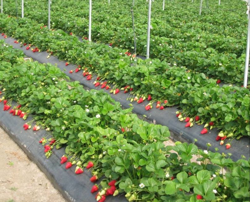 Agricultura pe înţelesul tuturor – Arbuștii fructiferi – 4 – Căpșunul – 5