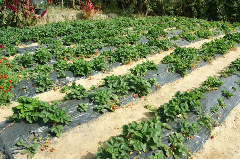 Agricultura pe înţelesul tuturor – Arbuștii fructiferi – 4 – Căpșunul – 4