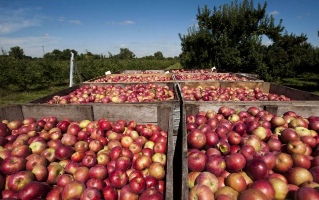 Datorită embargoului rusesc / Despăgubiri instituite pentru producătorii de fructe şi legume