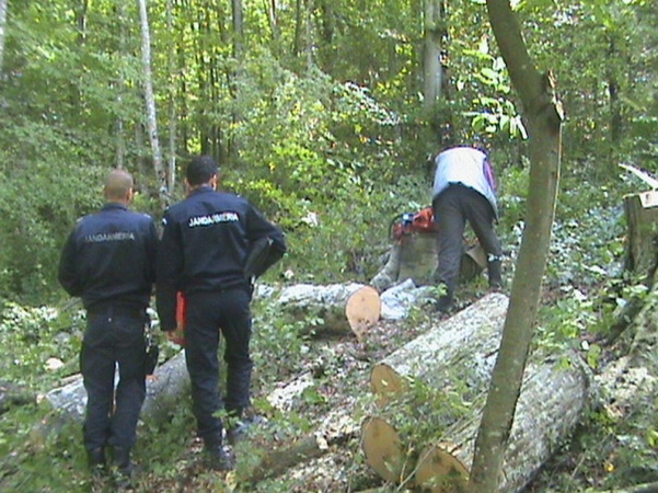Prinşi la tăiat de arbori nemarcaţi