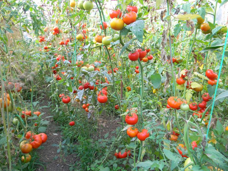 Minori cercetaţi pentru furt de roşii