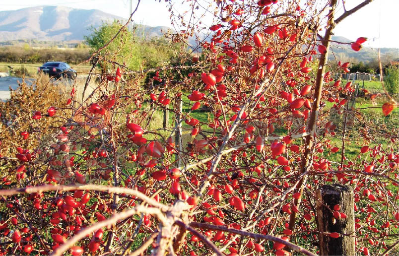 ATITUDINI AUTUMNALE – La abundenţa de fructe ale pădurii ne „îndopăm” cu chimicale