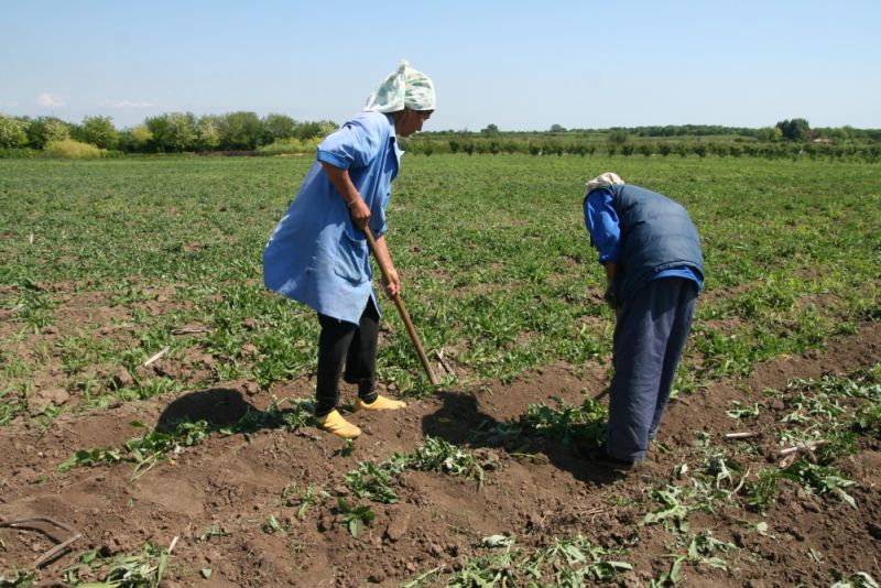 Închidere de sesiune pentru submăsura 4.1, sectorul vegetal