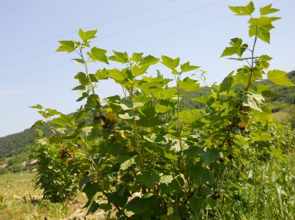 Agricultura pe înțelesul tuturor – Arbuștii fructiferi – 6 – Coacăzul negru – 3