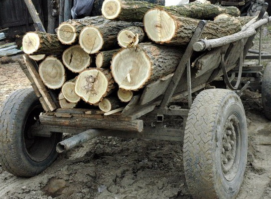 Noi delicte silvice constatate de polițiști