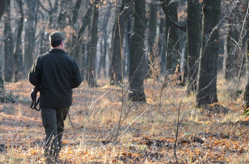 Patru pădurari condamnați pentru furt de lemne, concediați