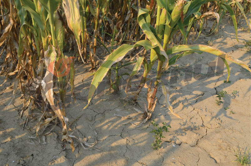 Fermierii afectaţi de secetă, aşteptaţi de astăzi la APIA Gorj