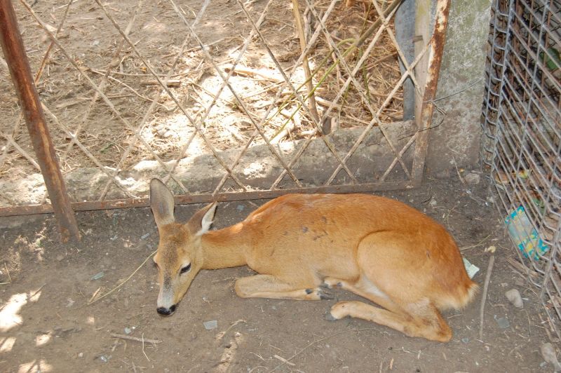Căprioare ţinute în captivitate de o octogenară