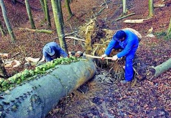 Noi dosare penale pentru tăiere ilegală şi furt de arbori