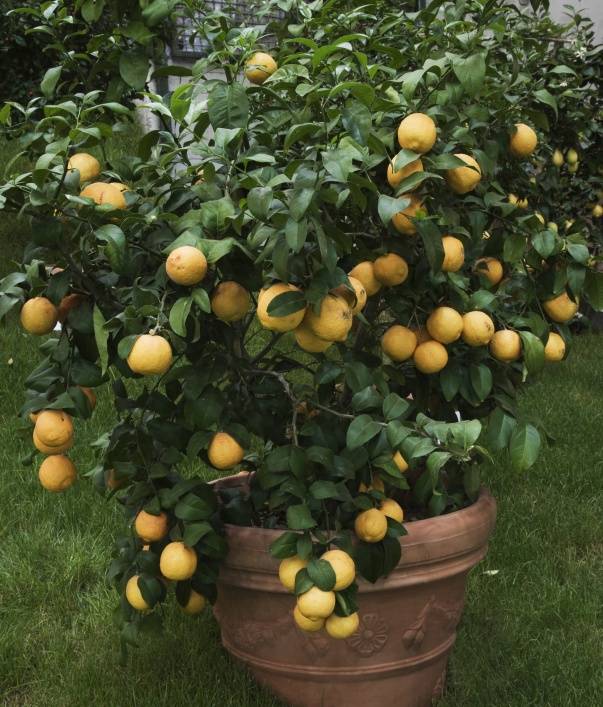 Agricultura pe înţelesul tuturor – Arbuștii fructiferi – 9 – Lămâiul de apartament – 2