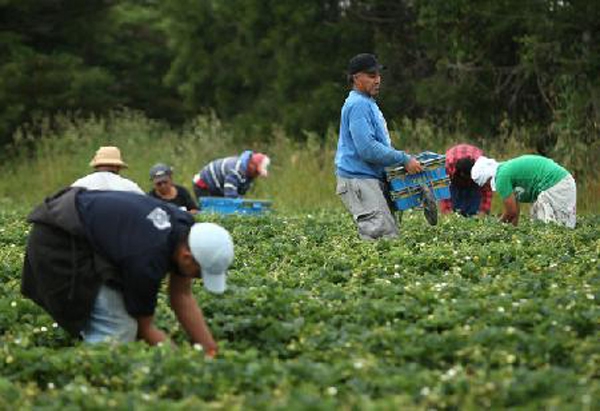 Bursa pentru căpşunari se ţine la Craiova