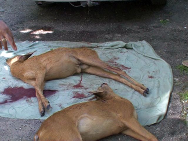 S-a ales cu dosar penal pentru împușcarea a două căprioare