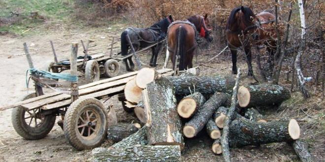 Prinşi tăind ilegal mai mulţi arbori
