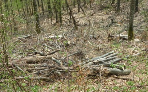 Localnici din Ionești, cercetați pentru furt de lemne