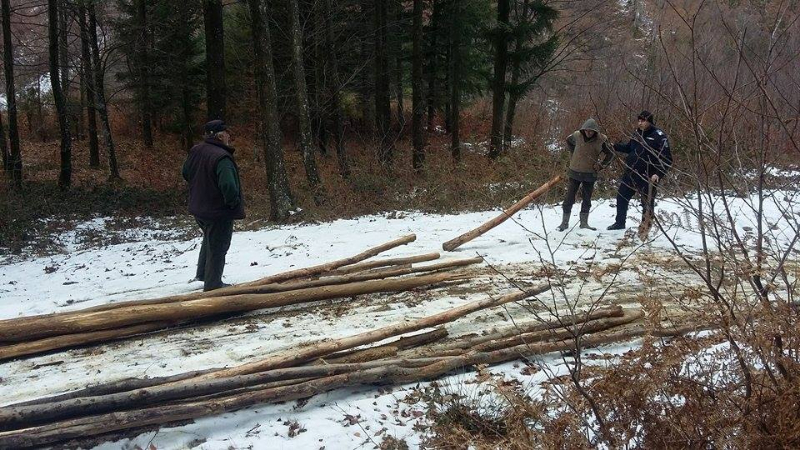 Gorjeni cercetați pentru delicte silvice