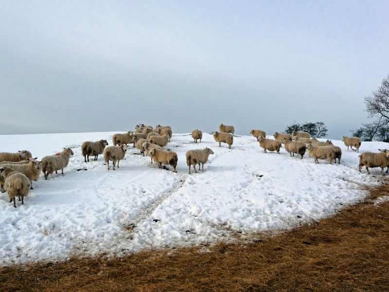 Ciobanii, lideri sindicali și foști directori! – Stânele de ovine și caprine din carierele CEO, reclamate lui Ciobotărică