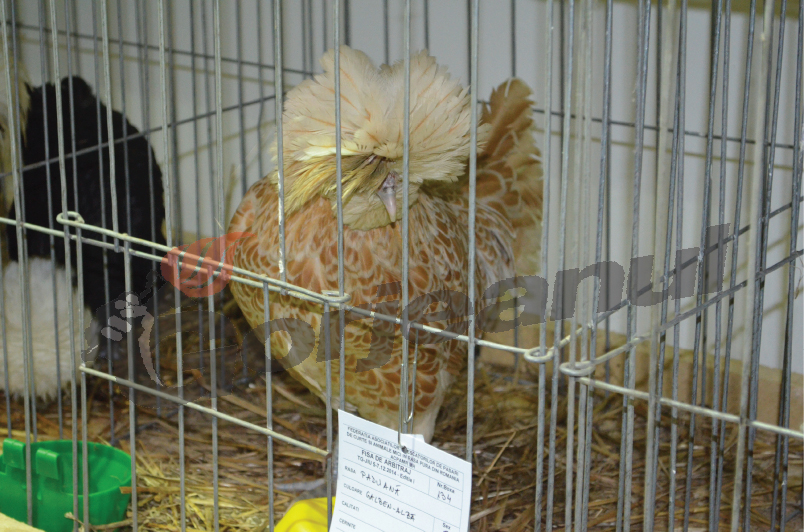 Expoziţie de păsări şi animale de rasă la Târgu-Jiu