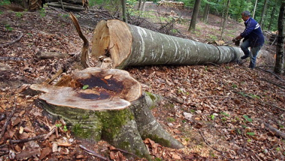 Prinși la furat de lemne