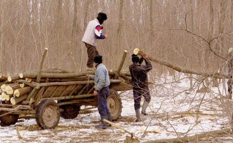 Cercetat pentru tăiere fără drept şi sustragere de material lemnos