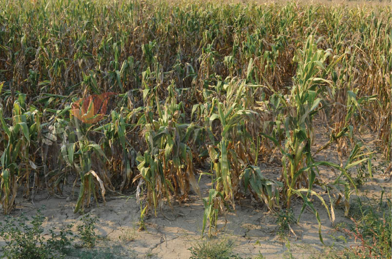 Fermierii afectaţi de secetă şi-au primit banii