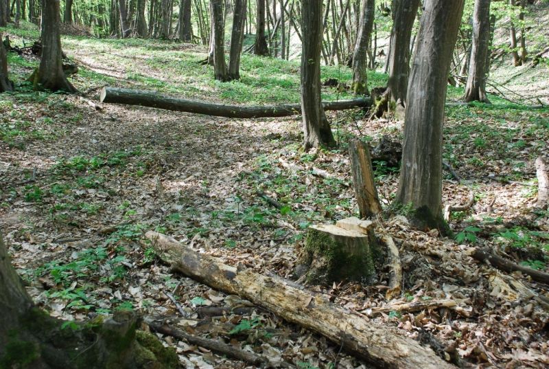 Tăiere ilegală de arbori la Stănești și Turcinești