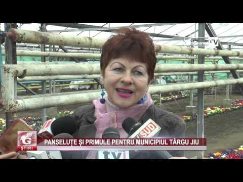 PANSELUȚE ȘI PRIMULE PENTRU MUNICIPIUL TÂRGU JIU