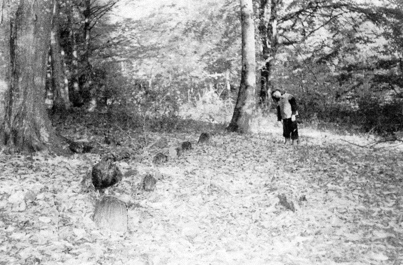 Istoricul bisericilor din Parohia Pocruia, oraşul Tismana, judeţul Gorj (I)