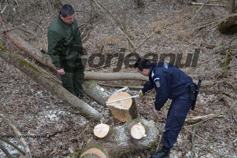 Anchetați pentru tăiere ilegală și furt de material lemnos