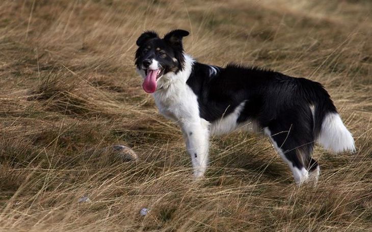 Recco de la Salvamont Gorj a început pregătirea