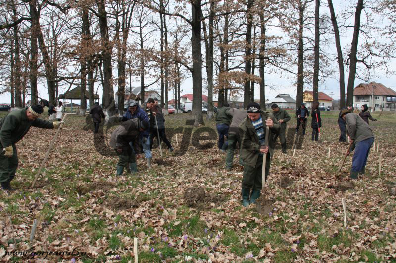 Acţiunile de împădurire au debutat la Gorj